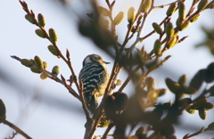 ご来光にコゲラさん