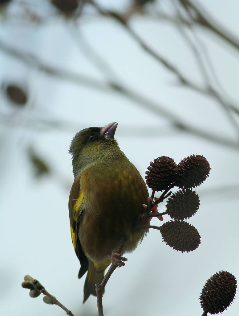 強そうな顔つきだね。