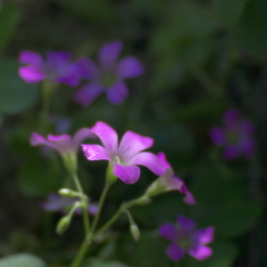 605　花