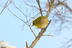 冬めじろ