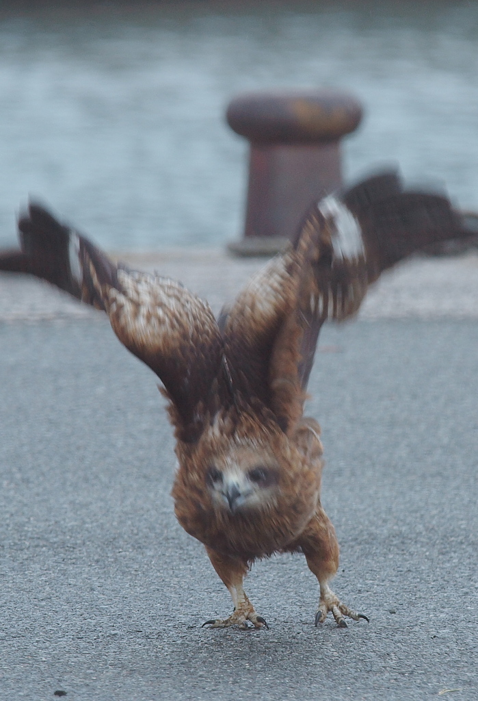 急発進・・・・・　　　　　　　　　　　　　　