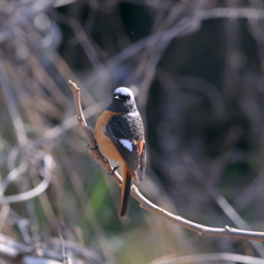 野鳥愛歌3