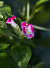 日陰の花