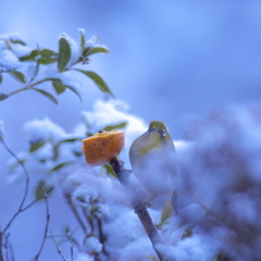青い雪風景