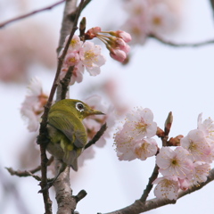 お花見ﾒｼﾞﾛ