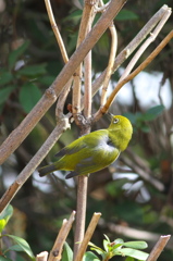 背中見ちゃった。