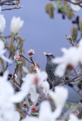 花が丸裸