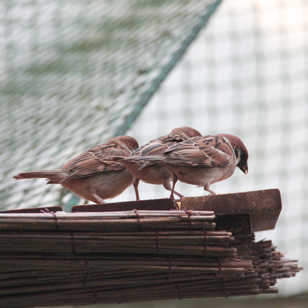 足腰　しっかり