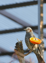 近所付き合い？