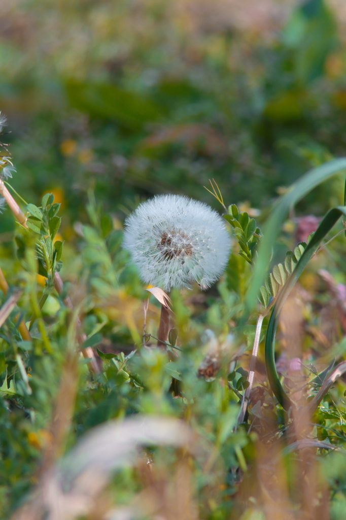 投稿2010 04 04 ﾀﾝﾎﾟﾎﾟ