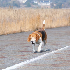 舞ちゃん　がんばれ～～負るが価値だ～♪　３