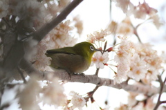  枝ﾒｼﾞﾛ 