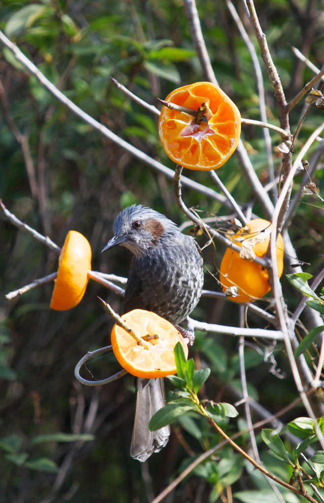 待ってましたよ　2日間