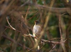 朝霜の藪の中へ入るの巻