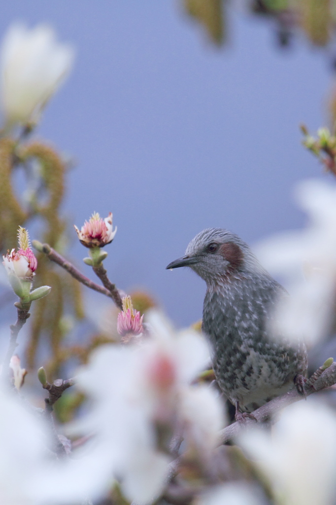 ヒヨさん　満足