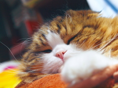 甘えん坊～夢の中へ～♪