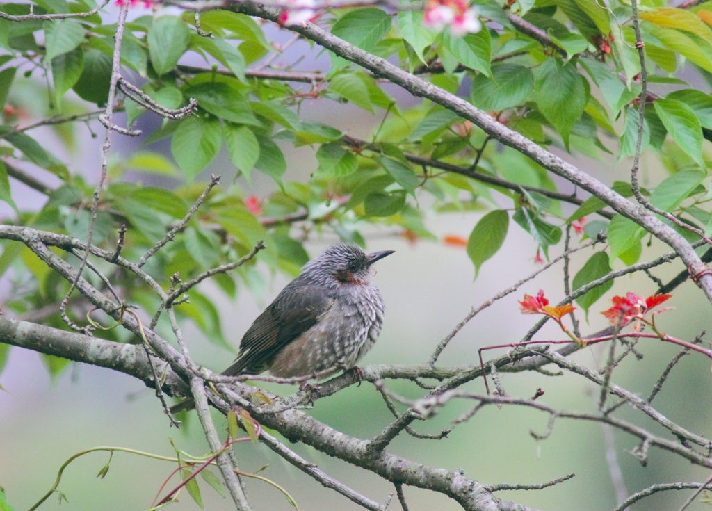 お花見ヒヨさん