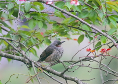 お花見ヒヨさん
