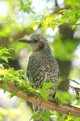 錦木の ヒヨ