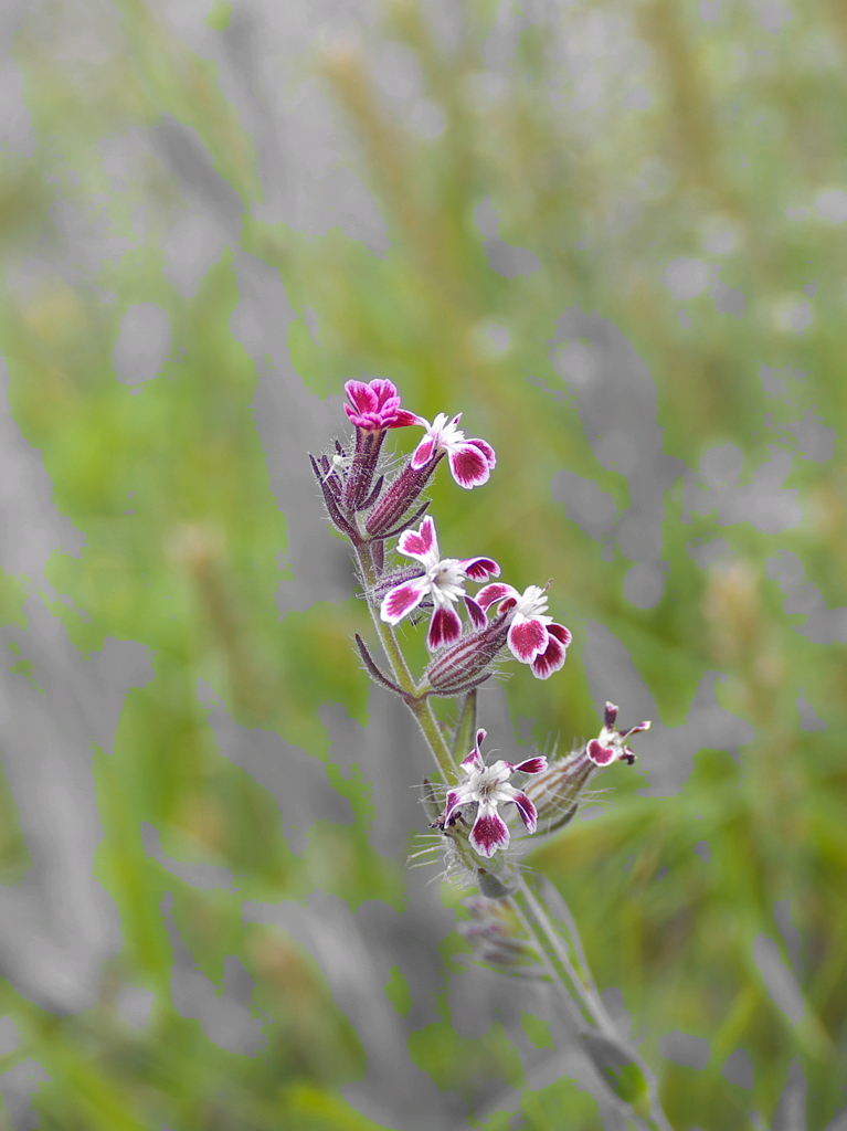 野辺の花