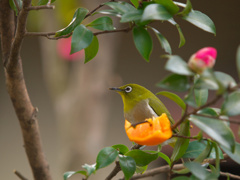 山茶花メジロ