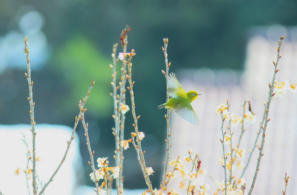 飛んで飛んで　メジロさん
