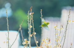 飛んで飛んで　メジロさん