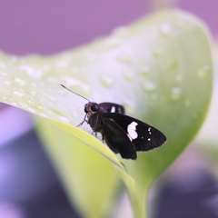 夏はサングラス