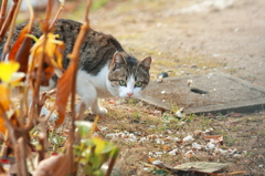 近所の猫～～