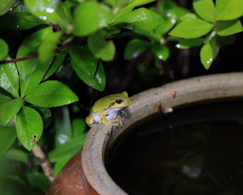 お出まし　カエルちゃん