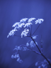 白い野草