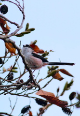 ピンクのエナガちゃん