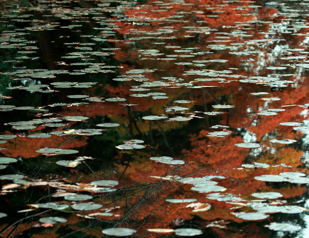 蓮池の秋