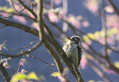 春の光に照らされて