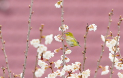 雨でも　メジロを～～