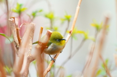 春めきメジロ