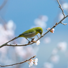 春よ来い～～♪