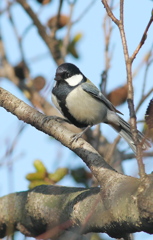 久々の珍客（グレイの紳士？）