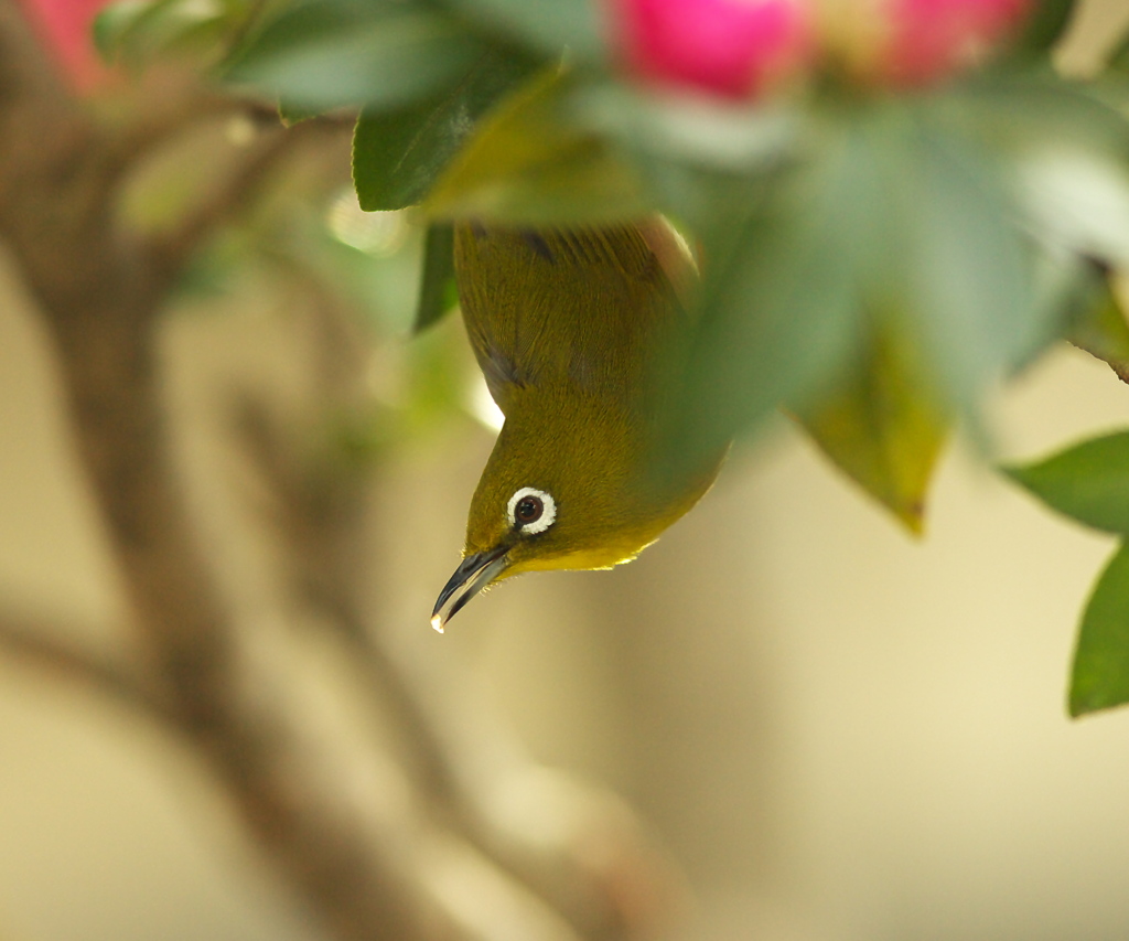 山茶花の蜜