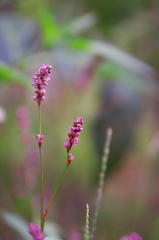我が家の野草たち