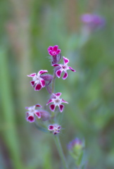 531野辺の花