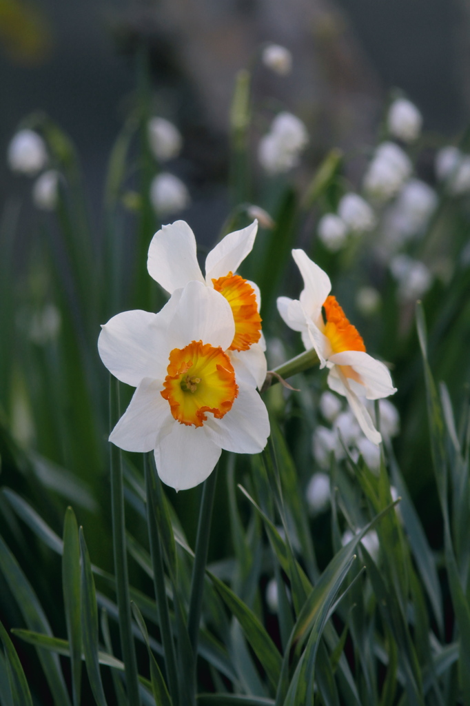 投稿2010　04　04　flower