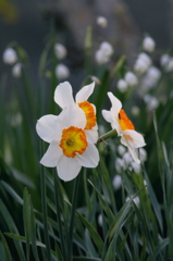 投稿2010　04　04　flower