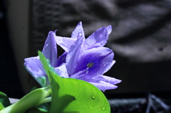 ﾎﾃｲ草花