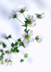 白花と曇り空