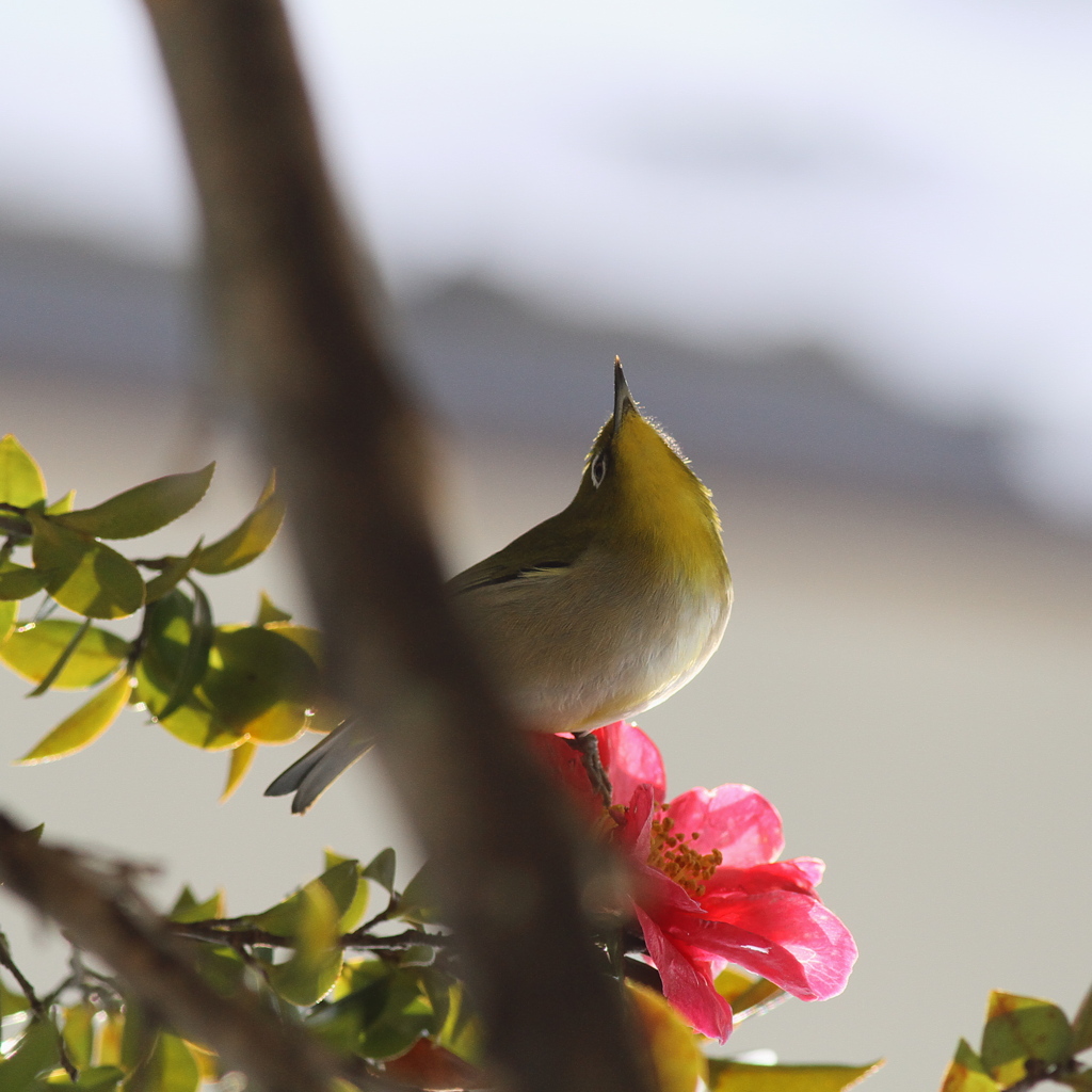 山茶花巡り