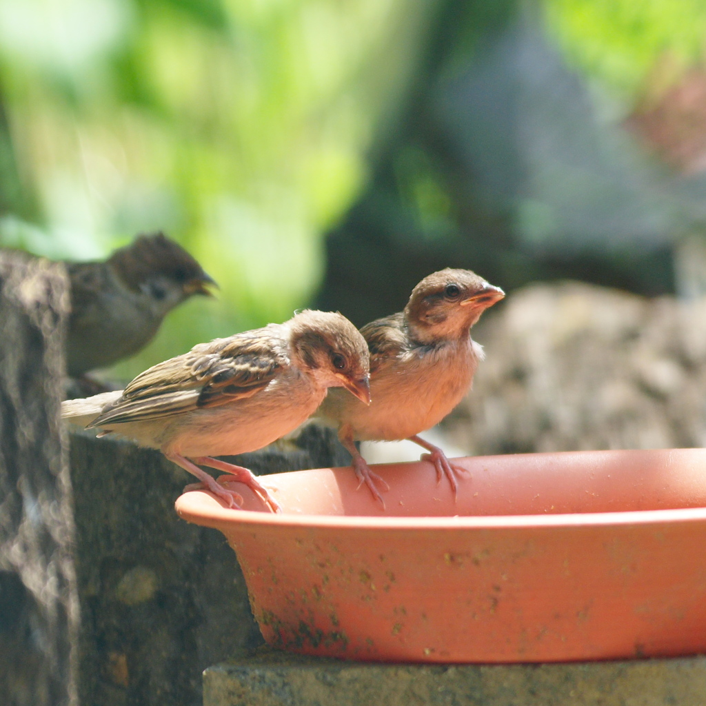３羽の兄弟とは（発見）