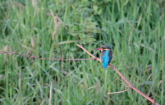 1年ぶりのカワセミちゃん