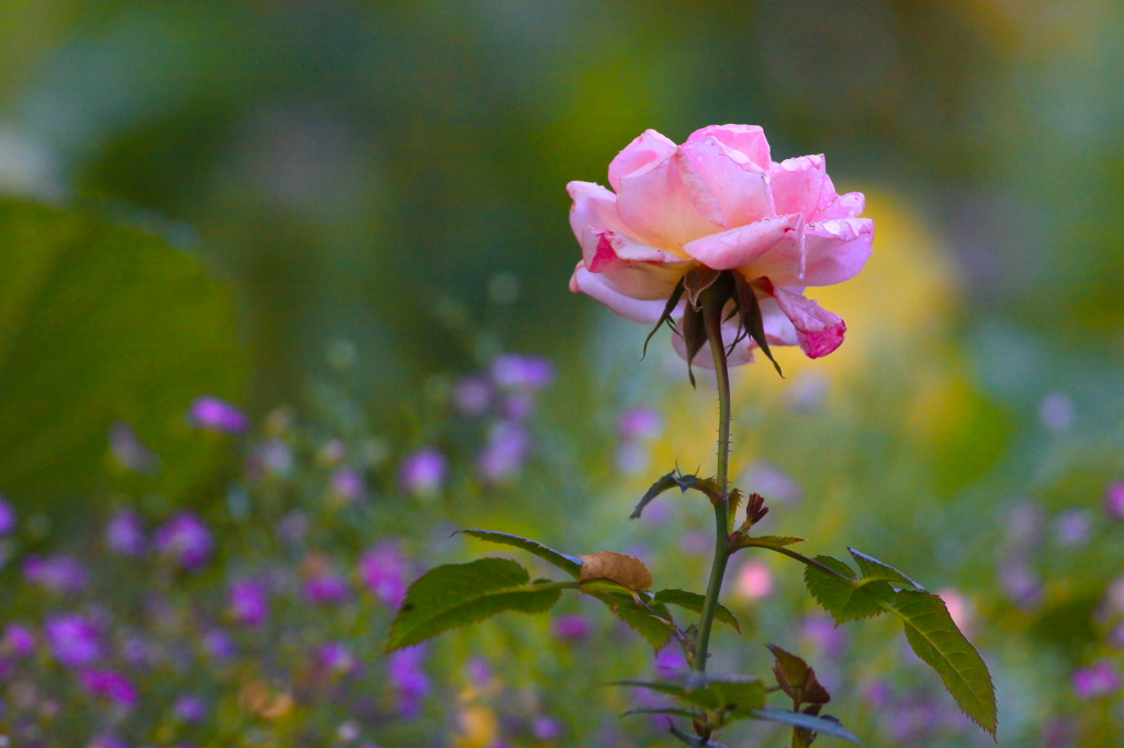 512朝の花