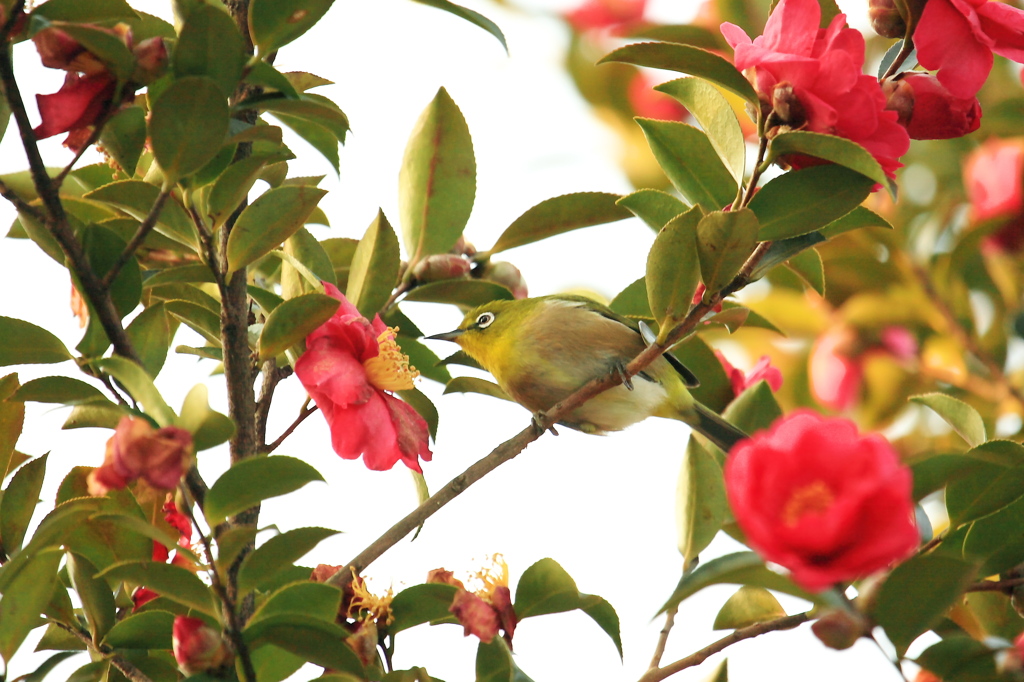 投稿　20110206 mk3 100-400 椿　ﾒｼﾞﾛ